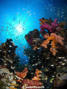 Coral gardens @ Jackfish alley by Adolfo Maciocco 